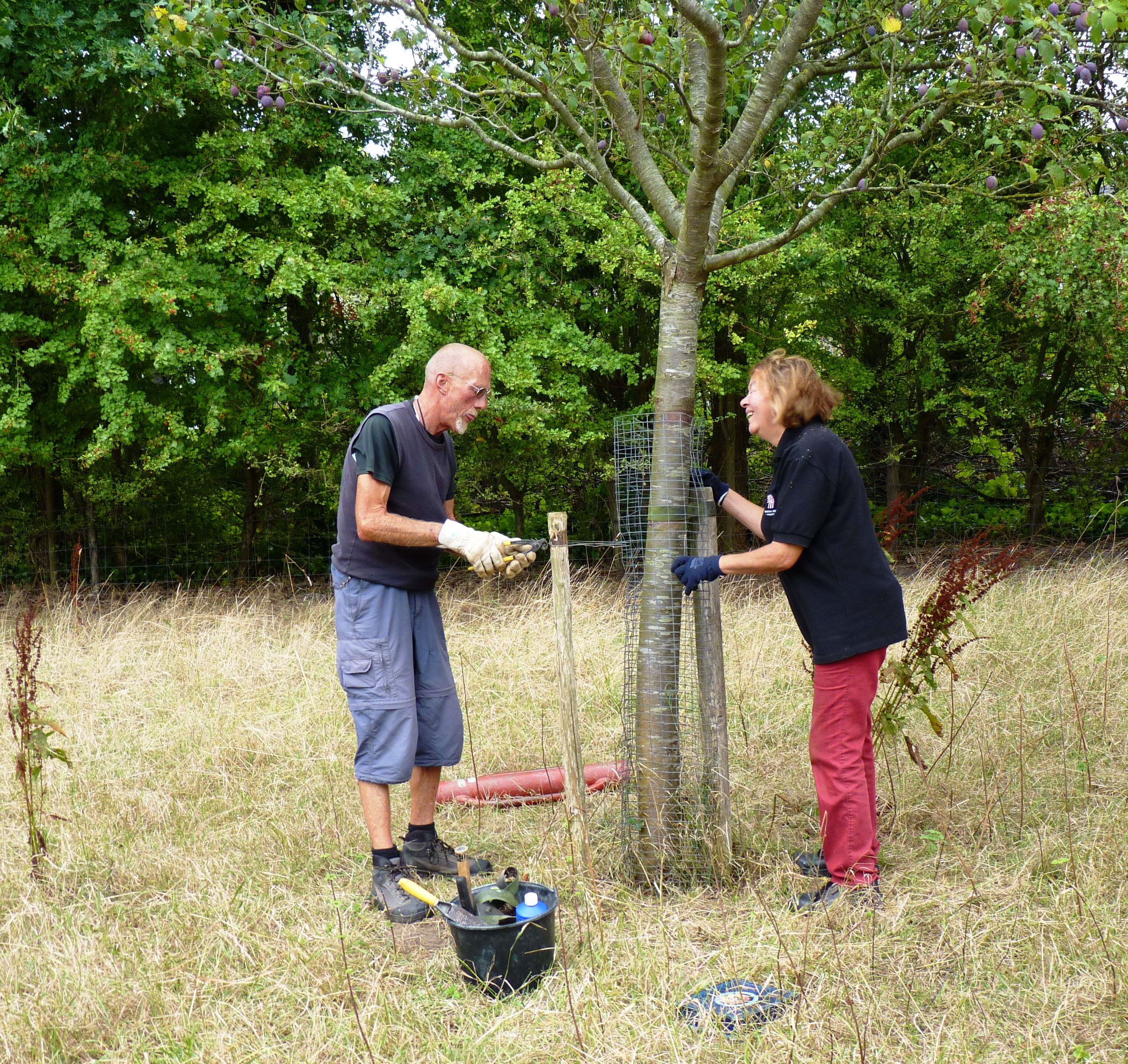 Vrijwillgiers Rik en Claudine herstellen het raster om een hoogstamfruitboom