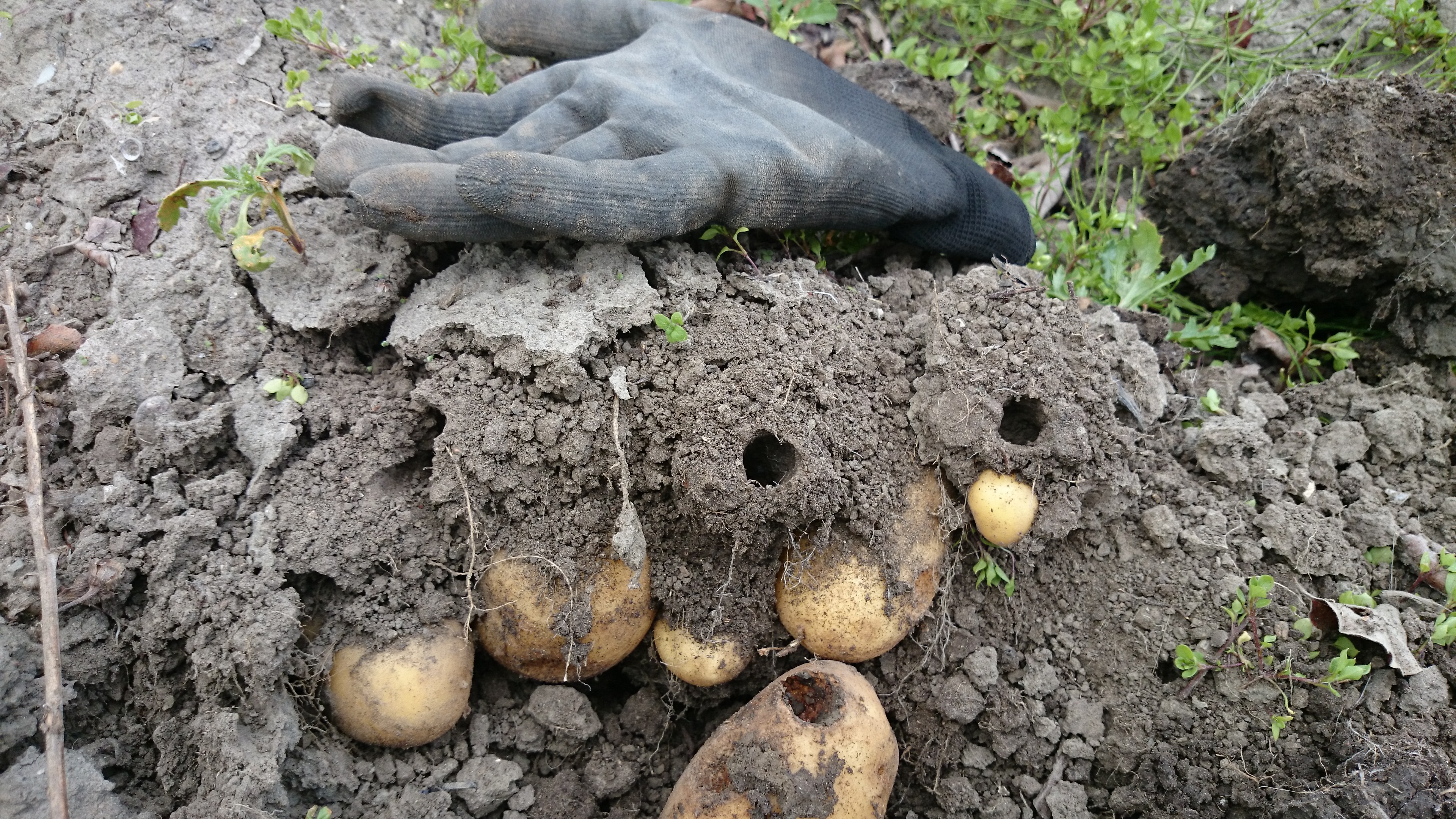 Veenmol gangen door de aardappels