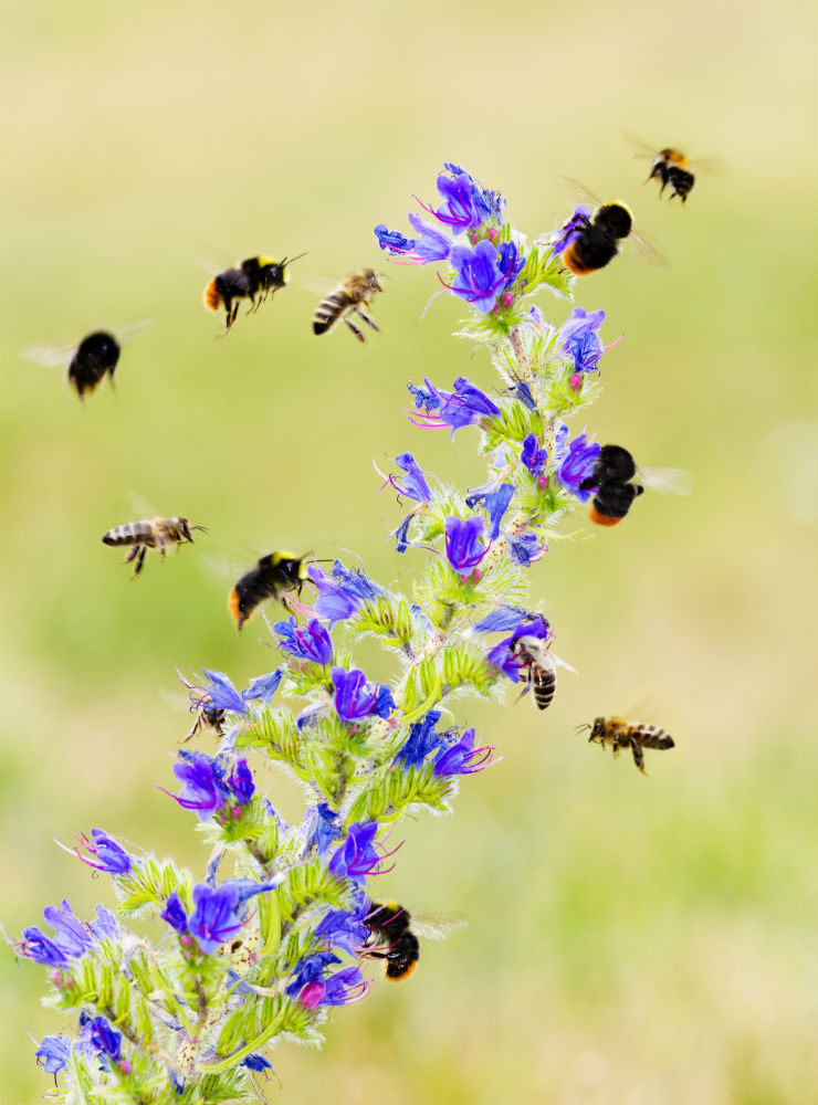 wilden bijen hommels