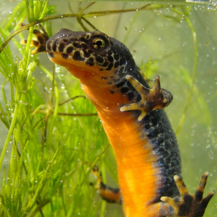 Alpen water salamander