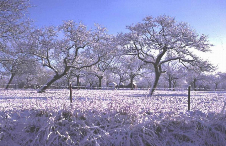 fruitbomen in de winter