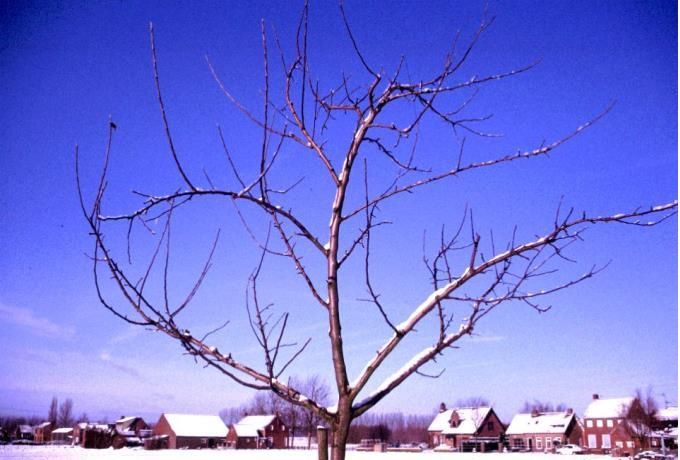 fruitbomen in de winter