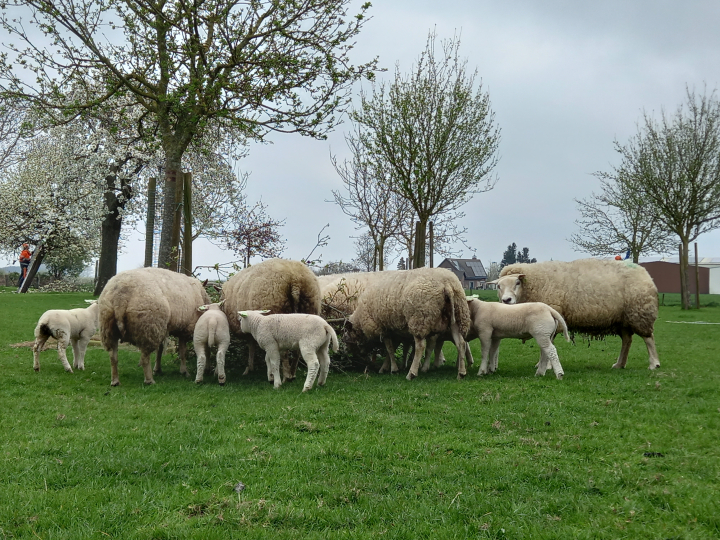 hoogstam snoeien schapen lente