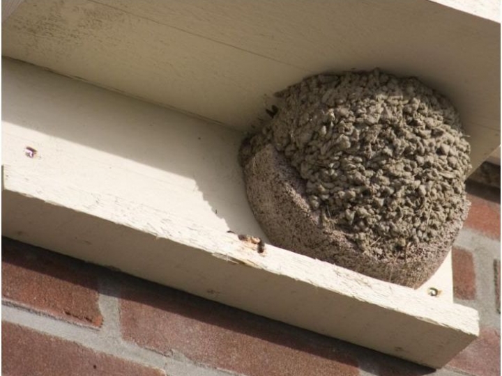 nest huiszwaluw